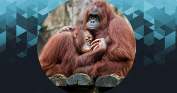Oklahoma City Zoo Launches NFTs For Orangutan Conservation