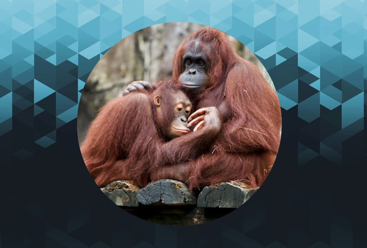 Oklahoma City Zoo Launches NFTs For Orangutan Conservation