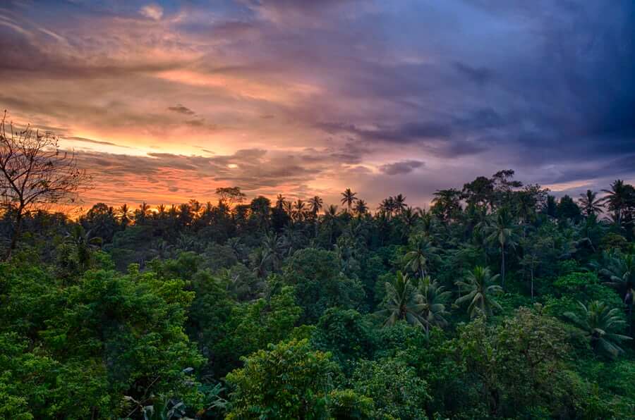 Company Selling NFTs of Amazon Rainforest Receives Probe